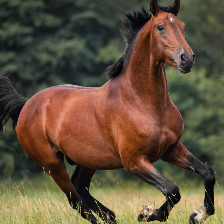 galopping horse