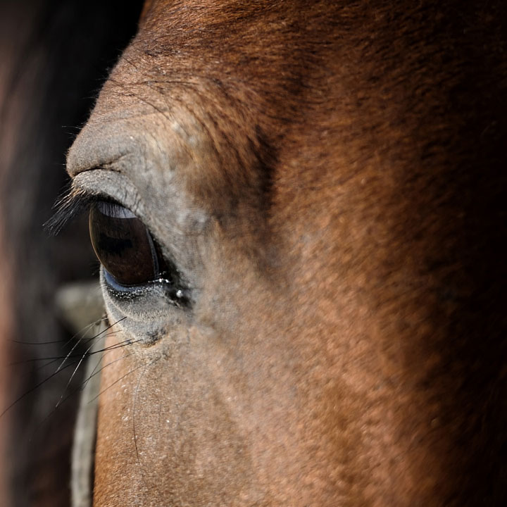 horse eye