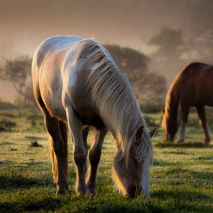 Horse eating gras