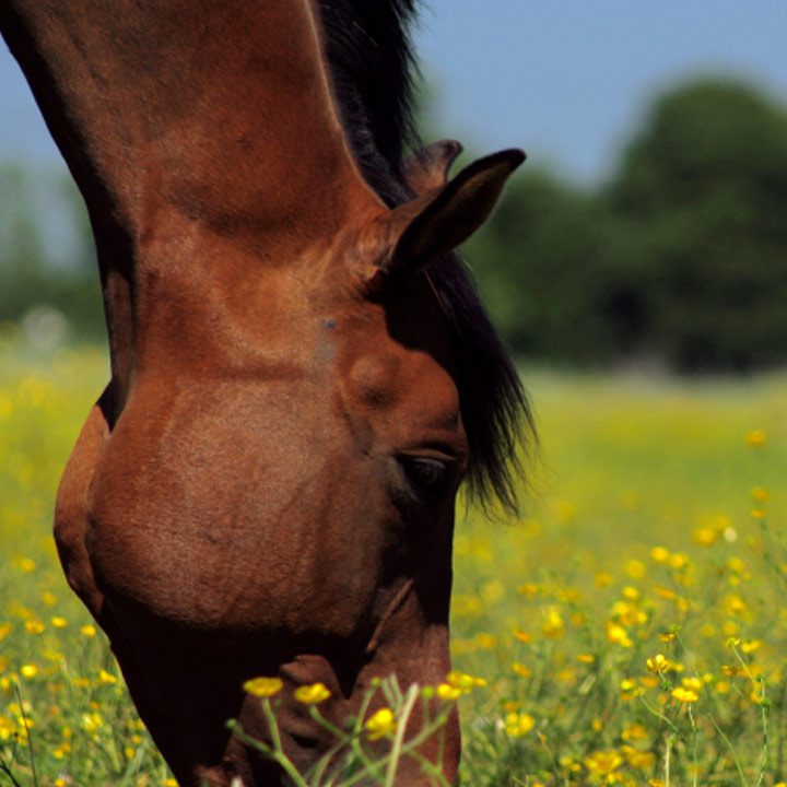 Head of horse